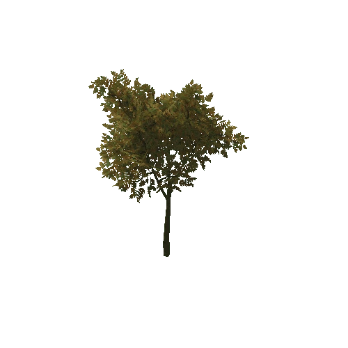 HVR Tree V01 T06 C02